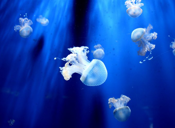 Wallpaper jellyfish, underwater, 5k, Travel 8751910865